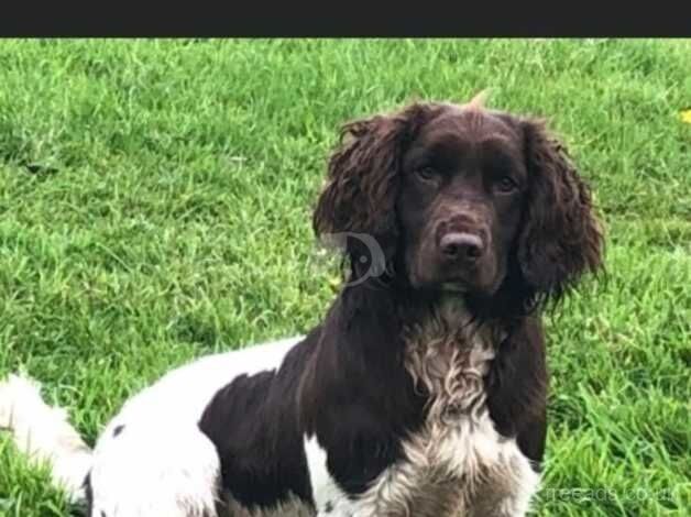 Kc English springer spaniels for sale in Yelverton, Devon