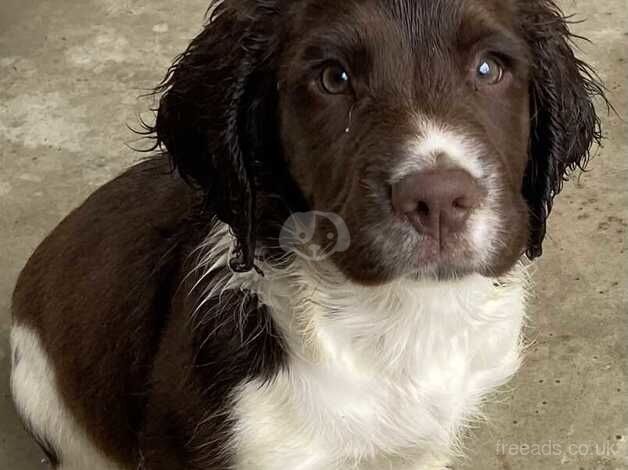 KC Reg English Springer Spaniel Pup for sale in Lancaster, Lancashire