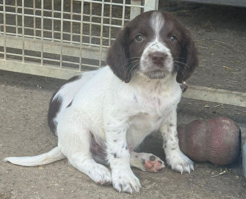 Kc reg English springer spaniels for sale in Cambridgeshire - Image 1