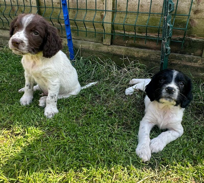 Kc reg English springer spaniels for sale in Cambridgeshire - Image 2