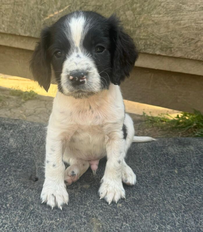 Kc reg English springer spaniels for sale in Cambridgeshire - Image 3