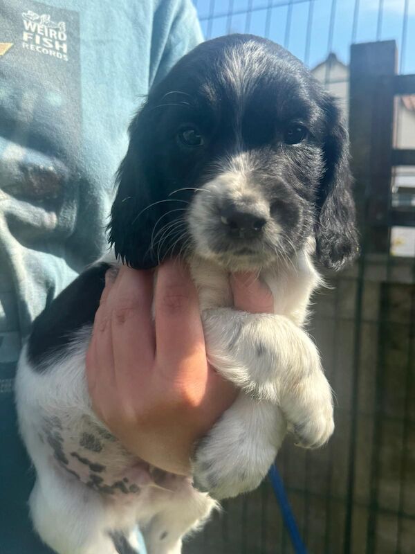 Kc reg English springer spaniels for sale in Cambridgeshire - Image 4