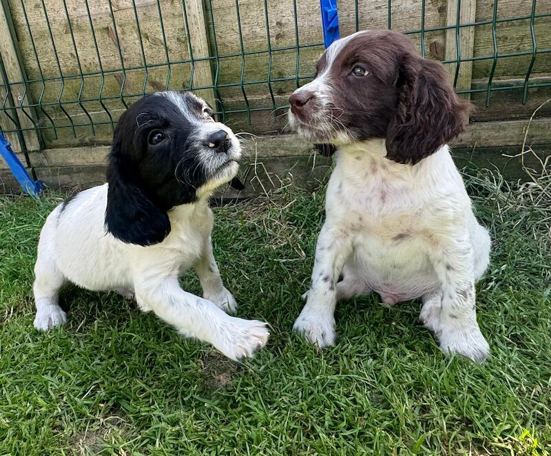 Kc reg English springer spaniels for sale in Cambridgeshire - Image 5