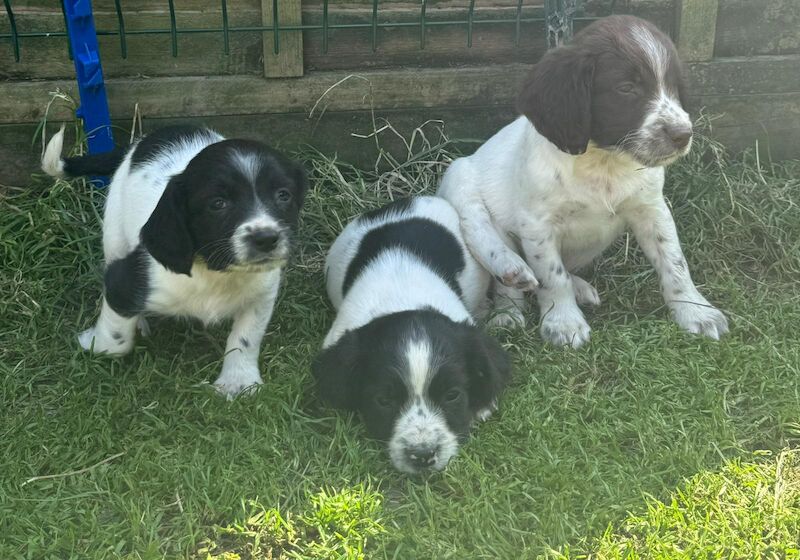 Kc reg English springer spaniels for sale in Cambridgeshire - Image 6