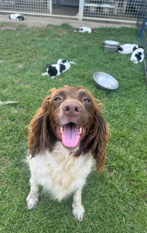 Kc reg English springer spaniels for sale in Cambridgeshire - Image 7