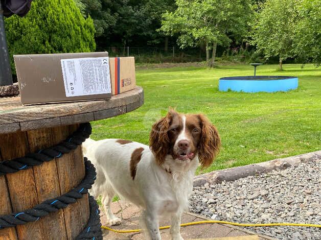 KC Reg English Springers born Friday 6th September for sale in Charlestown of Aberlour, Moray