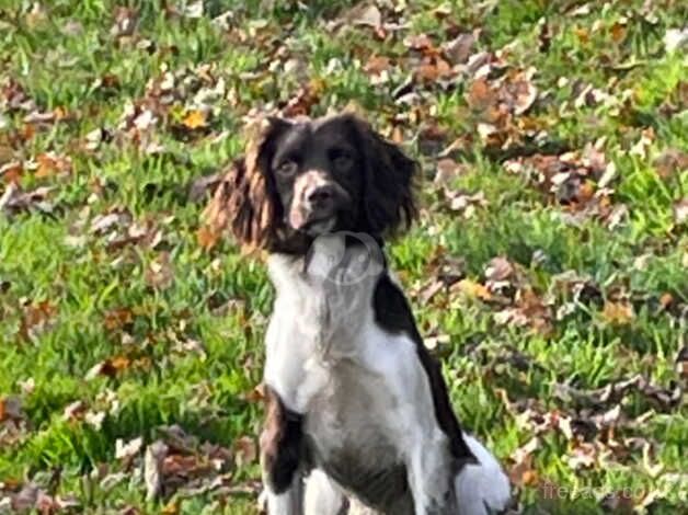 Kc reg springer spaniels good pedigree for sale in Sheffield, South Yorkshire