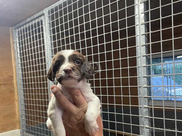 Springer Spaniels for sale in Sheffield, South Yorkshire