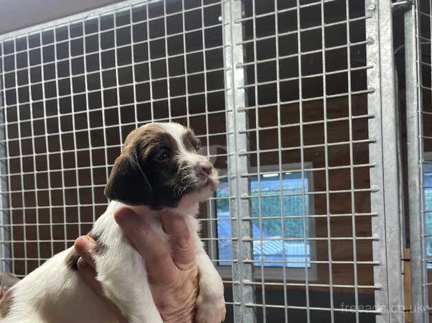 Kc reg springer spaniels good pedigree for sale in Sheffield, South Yorkshire - Image 3