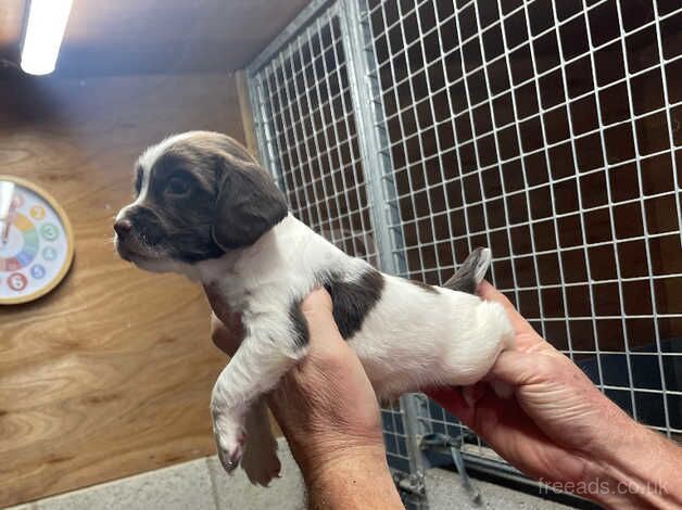 Kc reg springer spaniels good pedigree for sale in Sheffield, South Yorkshire - Image 4