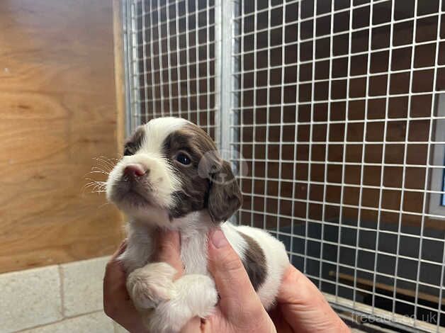 Kc reg springer spaniels good pedigree for sale in Sheffield, South Yorkshire - Image 5