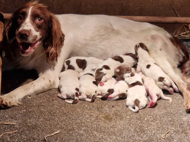 KC Reg Springer Spaniels for sale in Middlesbrough, North Yorkshire