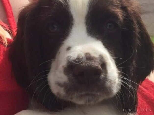 KC REGISTERED 134 FTCH's & 59 FTW's (5 Gen) ENGLISH SPRINGER SPANIELS for sale in Newport - Image 1