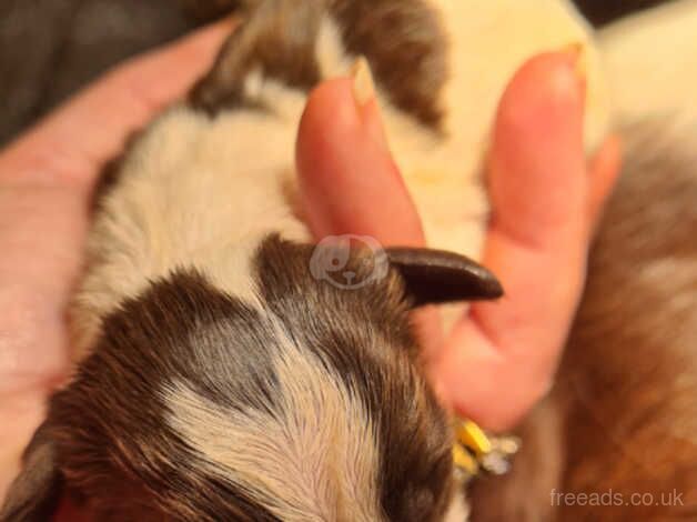 KC REGISTERED 134 FTCH's & 59 FTW's (5 Gen) ENGLISH SPRINGER SPANIELS for sale in Newport - Image 3