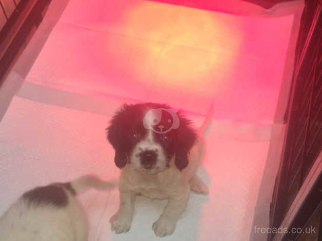 KC REGISTERED 134 FTCH's & 59 FTW's (5 Gen) ENGLISH SPRINGER SPANIELS for sale in Newport - Image 4