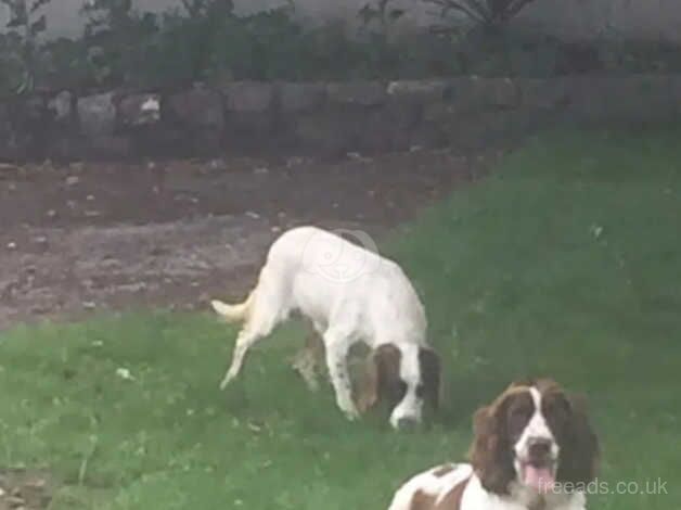 KC REGISTERED 134 FTCH's & 59 FTW's (5 Gen) ENGLISH SPRINGER SPANIELS for sale in Newport - Image 5