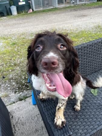 KC registered English Springer spaniel for sale in Ashbourne, Derbyshire