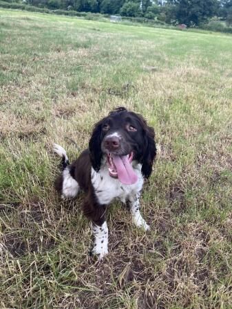 KC registered English Springer spaniel for sale in Ashbourne, Derbyshire - Image 2