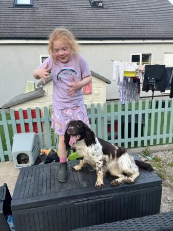 KC registered English Springer spaniel for sale in Ashbourne, Derbyshire - Image 3