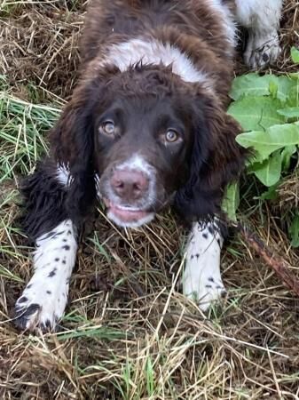 KC registered English Springer spaniel for sale in Ashbourne, Derbyshire - Image 4