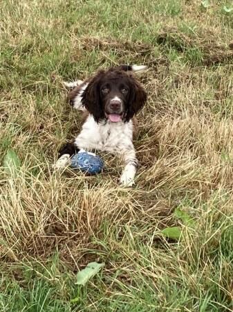 KC registered English Springer spaniel for sale in Ashbourne, Derbyshire - Image 5