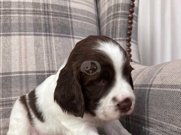 KC Registered English Springer Spaniel Puppies for sale in Bristol, Gloucestershire