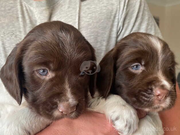 English Springer Spaniel for sale in Carmarthen/Caerfyrddin, Carmarthenshire