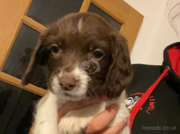 KC registered English Springer Spaniel Puppy for sale in Stafford, Staffordshire