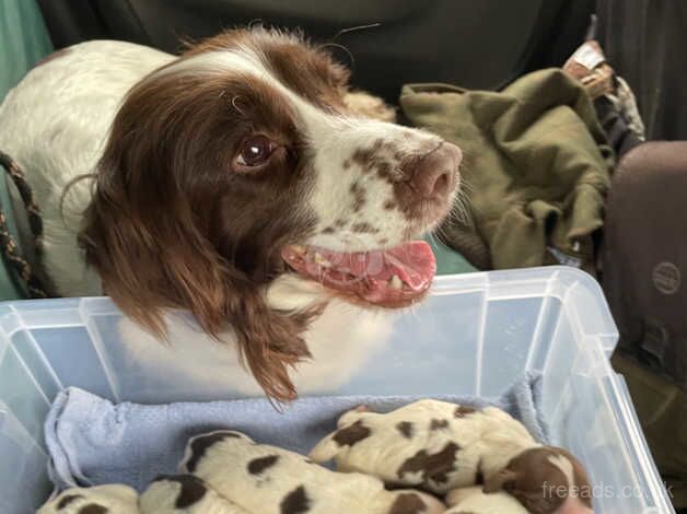 KC Registered English Springer Spaniels for sale in Somerset