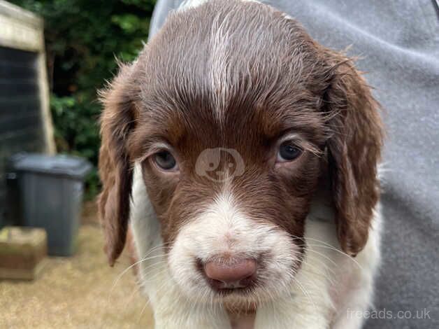 KC Registered English Springer Spaniels for sale in Somerset - Image 2