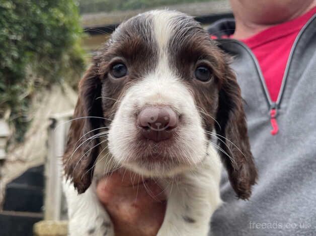 KC Registered English Springer Spaniels for sale in Somerset - Image 3