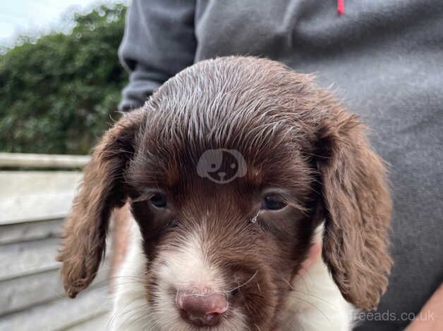 KC Registered English Springer Spaniels for sale in Somerset - Image 4