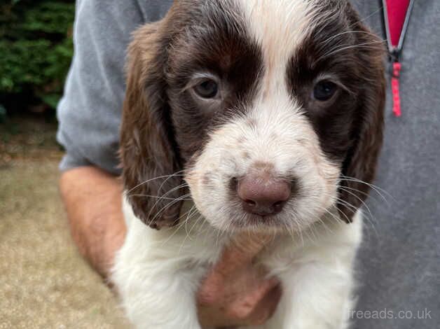 KC Registered English Springer Spaniels for sale in Somerset - Image 5