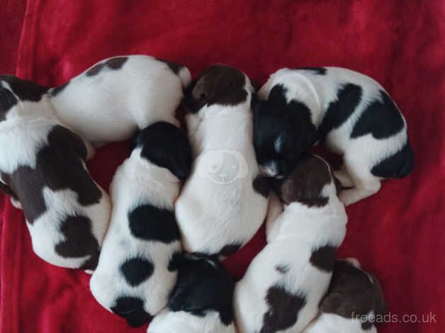 KC Registered English Springer Spaniels puppies for sale in Nottingham, Nottinghamshire - Image 1