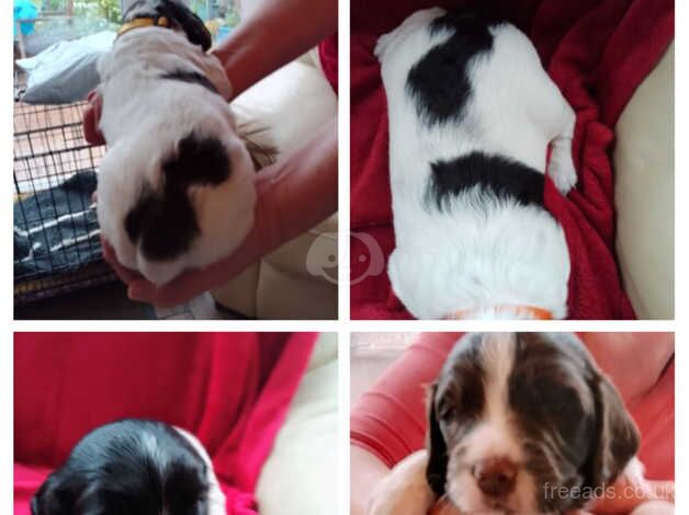 KC Registered English Springer Spaniels puppies for sale in Nottingham, Nottinghamshire - Image 2