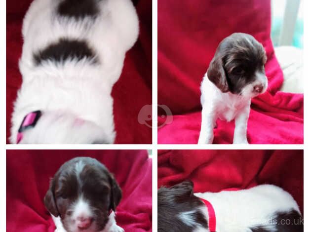 KC Registered English Springer Spaniels puppies for sale in Nottingham, Nottinghamshire - Image 4