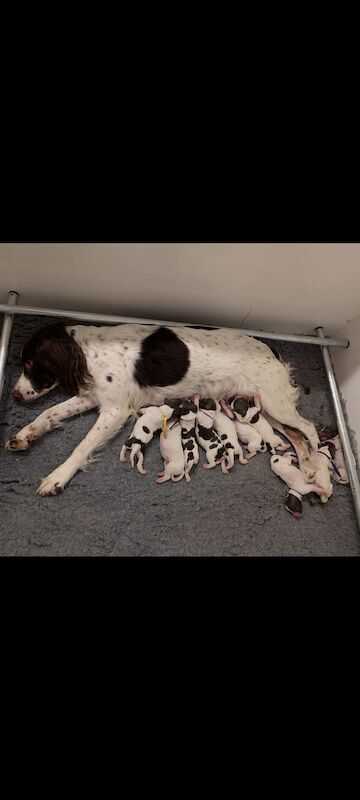 KC registered health tested English Springer Spaniel Puppies for sale in Hertfordshire - Image 6