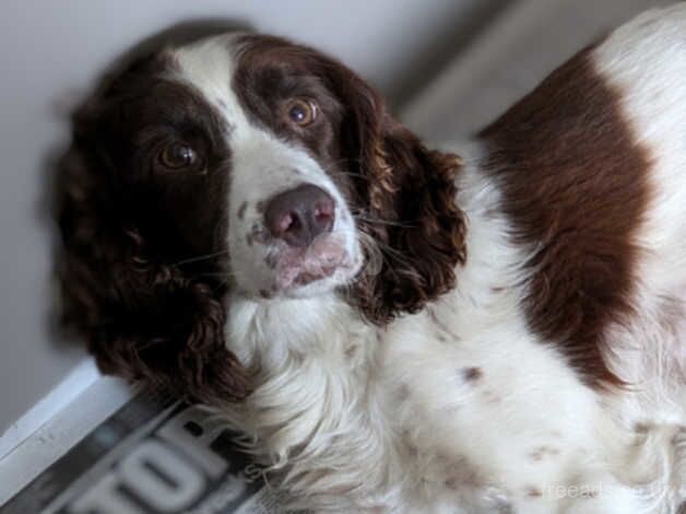 KC registered Springer spaniel bitch for sale in Bedlington, Northumberland - Image 1