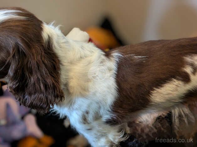 KC registered Springer spaniel bitch for sale in Bedlington, Northumberland - Image 2