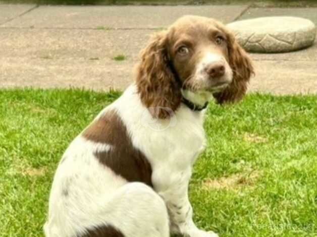 Kc registered springer spaniel girl for sale in Leicester, Leicestershire