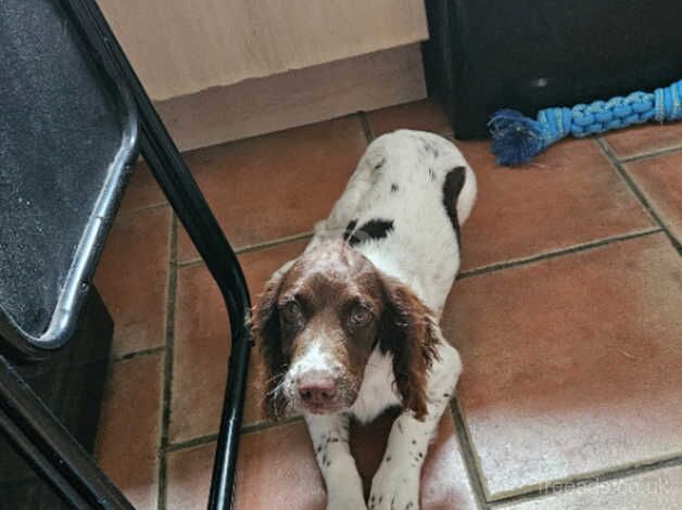 Kc registered springer spaniel girl for sale in Leicester, Leicestershire - Image 2