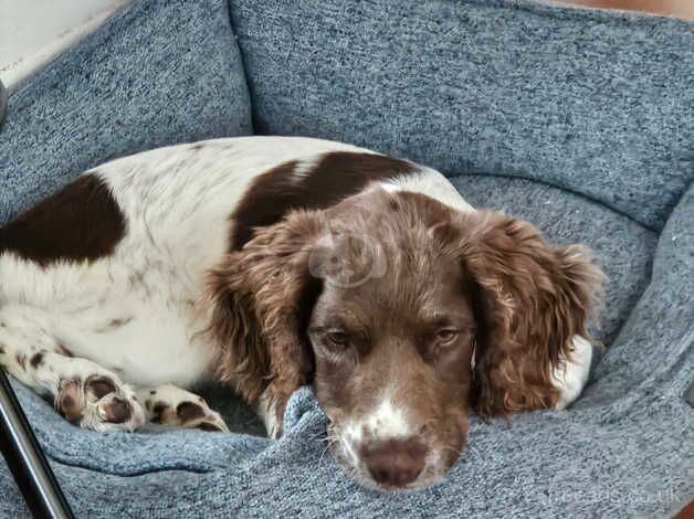 Kc registered springer spaniel girl for sale in Leicester, Leicestershire - Image 3