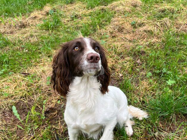 KC registered springer spaniel girls for sale in Egremont, Cumbria