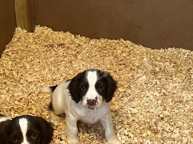 KC registered springer spaniel girls for sale in Egremont, Cumbria - Image 2