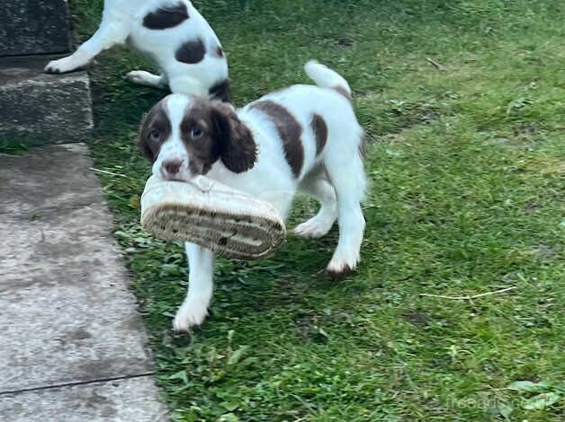 KC registered springer spaniel girls for sale in Egremont, Cumbria - Image 3