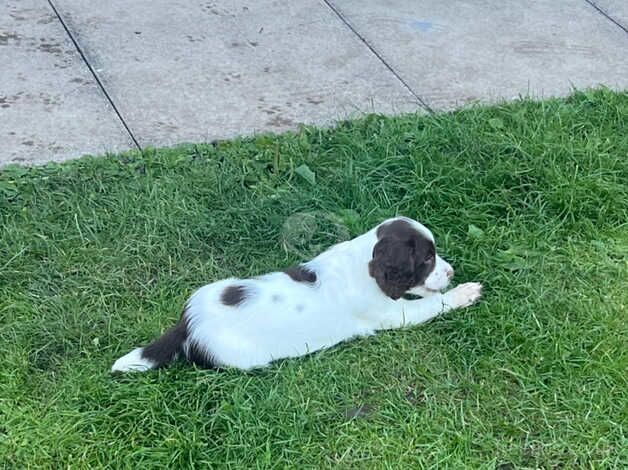 KC registered springer spaniel girls for sale in Egremont, Cumbria - Image 4