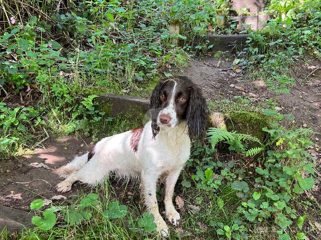 KC registered springer spaniel girls for sale in Egremont, Cumbria - Image 5