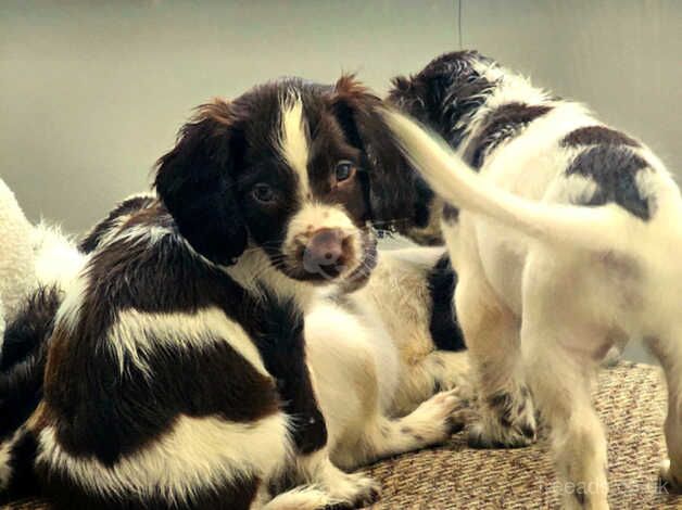 KC registered springer spaniel puppies for sale in Stockton On Tees, County Durham - Image 1