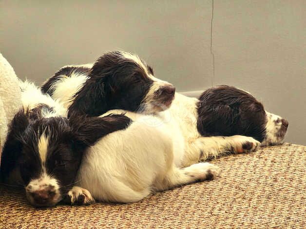 KC registered springer spaniel puppies for sale in Stockton On Tees, County Durham - Image 2