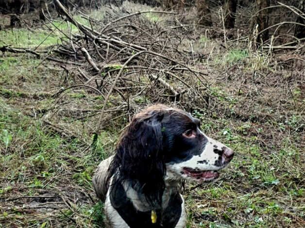 KC registered springer spaniel puppies for sale in Stockton On Tees, County Durham - Image 3